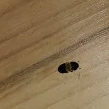 Pin By Jessie Rush On Funny Hardwood Hardwood Floors Flooring