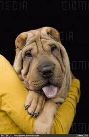 A Young Woman With Her Shar Pei Studio Shot Stock Photo Shar Pei Shar Pei Fever Dogs Puppies