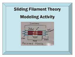 Sliding Filament Muscle Contraction Modeling Activity Muscle Contraction Muscle Physiology
