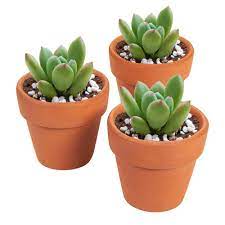 Concrete decorative planters for indoors and outdoors, ranging in sizes suitable for air plants all the way to small trees. Small Mini Clay Terra Cotta Cactus Flower Pots Ceramic Planters Succulent Pots Buy Mini Clay Pots Small Terracotta Flower Pots Mini Ceramic Succulent Pots Product On Alibaba Com