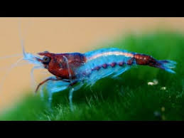 the history of neocaridina shrimp how we have bred new colors into the line from red cherry shrimp