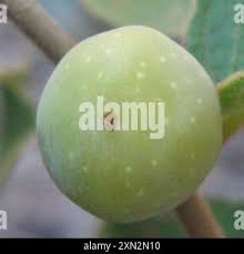 Image result for Bridelia mollis