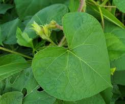 Image result for Ipomoea purpurea