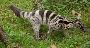 Maybe you would like to learn more about one of these? Berbagai Jenis Musang Yang Unik Dan Istimewa