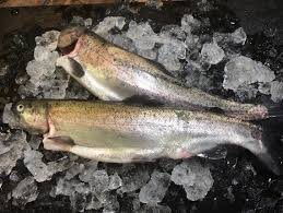 Die regenbogenforelle ist ein im vergleich zu den einheimischen vertretern der salmoniden relativ anspruchsloser fisch. Ganze Frische Regenbogenforelle