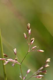 Image result for Agrostis
