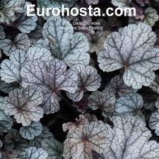 Heuchera Sugar Frosting They can be found with varying leaf. heuchera sugar frosting