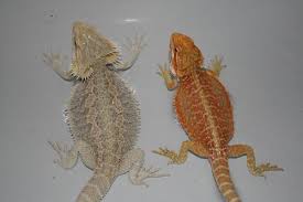 Boy Or Girl Heres How To Sex Your Bearded Dragon Easily