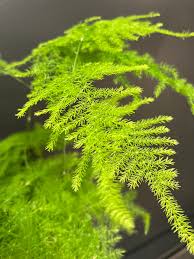 Image result for Asparagus setaceus