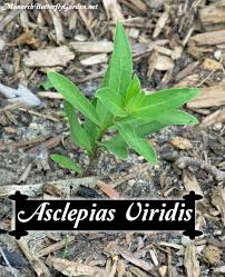 Asclepias Viridis Spider Milkweed For Spring Monarchs Asclepias Milkweed Milkweed Plant