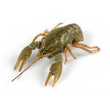 Kupit Raki Varenye Zhivye S Dostavkoj V Kieve