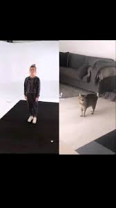 bu nasil kedi ab oshfkkgnfmfkfkfkf video 2021 komik seyler komik kedi