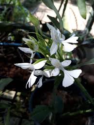 Image result for Habenaria petitiana