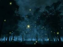 Night Skies & Fireflies