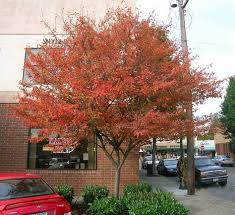 At that time of year, the weather was better and traveling pastors were able to visit the church circuits, or it was easter season. Autumn Brilliance Serviceberry Fall Color They Respond Well To Corrective Pruning And Can Develop Into Outsta Trees For Front Yard Shade Trees Specimen Trees
