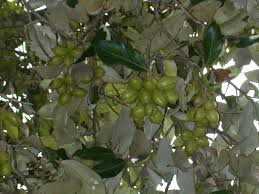 Image result for Heritiera