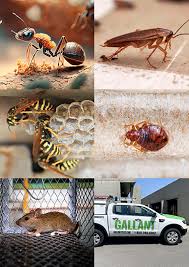 Diamond Bar Pest Control | Gallant Termite and Pest Control