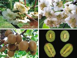Image result for Actinidia