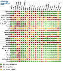 Freshwater Aquarium Fish Compatibility Chart Freshwater