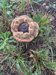 Image result for Polyporus pendulus