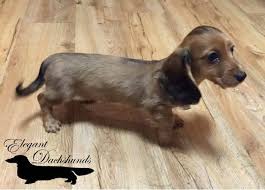 Female Black And Brown Dachshund Red Cream Dapple Female Longhair Dachshund Elegant Dachshunds Dachshund Sausage Dog Puppies