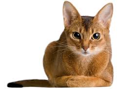 Pure breed abyssinian cats, cfa and tica registered. Abyssinian Cat Breed Information The Pedigree Paws