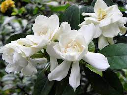 Vasi, fiori, verde, bianca, pianta della casa, vaso di fiori, composizione floreale, deco, decorazione, interior design. Gardenia Piante Appartamento Coltivare Gardenia Fiori Gardenia