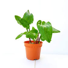 Image result for Drimiopsis maculata