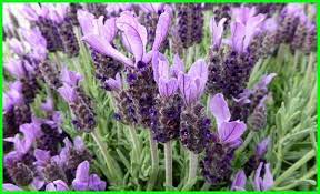 Tanaman ini tumbuh produktif di hawa tropi, sehingga cocok ditanam di indonesia. Bunga Lavender Jenis Informasi Dan Fakta Menarik Ekor9 Com Ekor9 Com