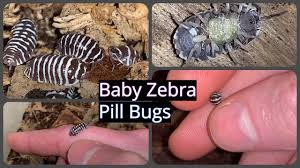 While the methods described above work, there are other options you can use to reduce. Baby Zebra Pill Bugs Marsupium Birth Youtube