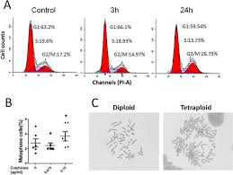 When colchicine is used to prevent gout attacks or to treat fmf, it is usually taken once or twice a day. Colchicine Causes Prenatal Cell Toxicity And Increases Tetraploid Risk Bmc Pharmacology And Toxicology Full Text