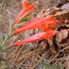 Image result for Epilobium salignum