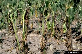 fusarium wilt in eggplant ile ilgili görsel sonucu