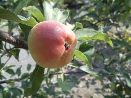 Towns in central oregon have very short growing seasons ranging from about 100 days in. How Much Does It Cost To Grow And Raise A Fruit Tree Osu Extension Service