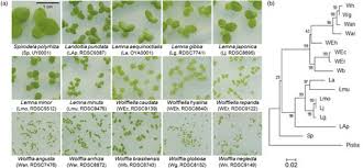 Image result for Wolffiella repanda