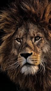 Black Lion Wallpapers Background Hupages Download Iphone Wallpapers Em 2020 Fotografia De Leao Fotos De Leao Imagens De Leao