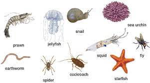 Animals without backbones has been considered a classic among biology textbooks since it was first published to great acclaim in 1938. How Are Living Things Grouped What Are Vertebrates And Invertebrates Flashcards Quizlet