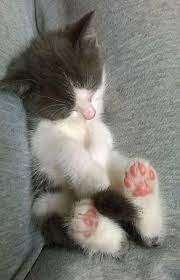 Son Vazhnee Koshki Kotorye Spyat Vopreki Vsemu Cute Cats Cute Cats And Kittens Baby Cats