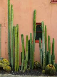 Pin De Casitas Sayulita Sayulita M En Photography Color Jardin De Cactus Jardines Cactus Planta