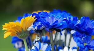 Blue Yellow Flowers Garden Flowers Wallpaper Pink Flowers Wallpaper Purple Flowers Wallpaper Flower Delivery