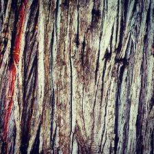 Bark From A Giant Redwood Tree At San Francisco Botanical Garden Goldengatepark Botanicalgardens Bark Tree Gian Redwood Tree Botanical Gardens Botanical