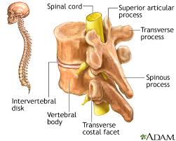 Vertebrae are the small circular bones that form the spine of a human being or animal. Vertebrae Medlineplus Medical Encyclopedia Image