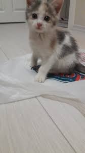 kizimin eski bir fotografi in 2021 cat paws cats animals