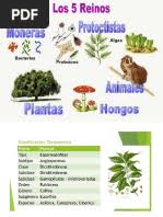 Image result for Indigofera subulifera