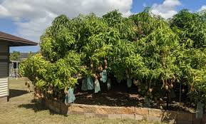 If the stem snaps off easily, it's ripe. The Story Of The Short Mango Tree Grove Farm