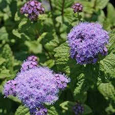 Eupatorium Conoclinum Coelestinum Cori Hardy Ageratum Perennial Plants Flowers Perennials