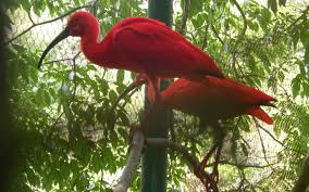 I tried to go with vintage colors of tropical travel posters. Scarlet Ibis Wallpaper And Background Animals Town