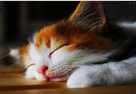 Gevseme Alistirmalari Simdi Kendini Guneste Uyuyan Bir Kedi Olarak Hayal Et Kollarini Ileriye Dogru Uzatarak Gerin K In 2020 Cute Animals Kittens Cutest Pretty Cats