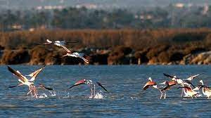 Fuente de piedra is a town and municipality in the province of málaga, part of the autonomous community of andalusia in southern spain. La Reserva Laguna De Fuente De Piedra Declarada Zona De Especial Conservacion