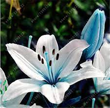 True Lily Bulbs Lily Flower Not Lily Seeds Flower Lilium Bulbs Faint Scent Bonsai Pot Plant For Home Lily Plants Lily Flower Seeds Chrysanthemum Flower Seeds